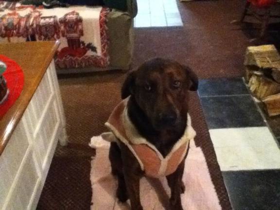 Pampered pets Submitted by Haley Maerz of Goshen, N.Y. "Mocha having a pretty pink photo shoot after going for a jog with her pink jacket on."