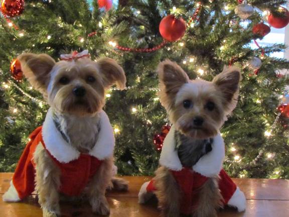 Pampered pets Submitted by Liz DiMenno of Milford, Pa. "Christmas with my girls! Lovely Christmas photo of my two Yorkies, Lexi and Rylee."