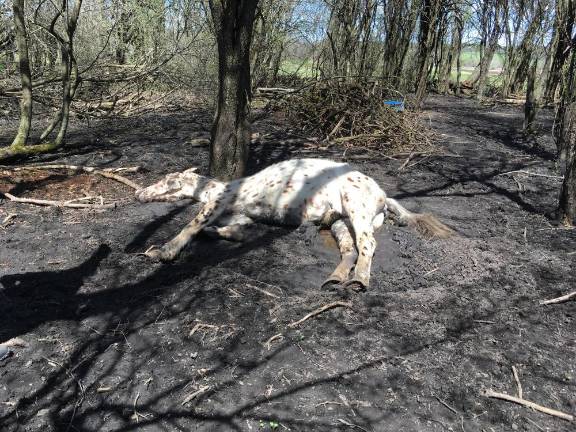 Gene Hecht, of Hudson Valley Humane Law Enforcement, found that one horse had died of starvation.