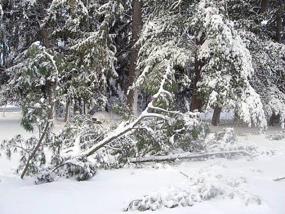 Pine tree branches lie on the ground under the weight of ice and snow.
