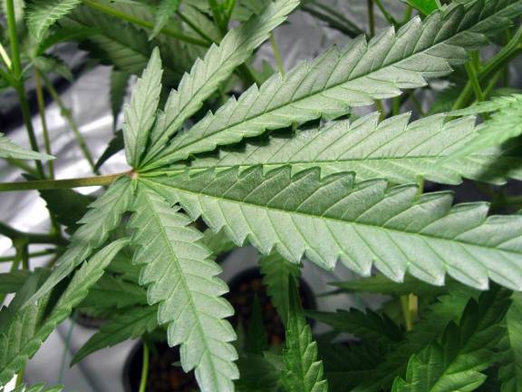 Bud blockers: More than 400 NY localities say ‘no’ to pot sales The law that legalized recreational marijuana in New York this year gives municipalities until Dec. 31 to ``opt out’’ of hosting dispensaries or on-site consumption lounges once retail sales start in a year or so. Localities cannot ban legalized possession.
