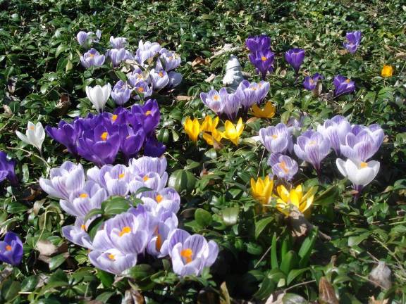 April. The signs of Spring The signs of Spring are popping up all over. Early flowers, like these vividly colored crocuses, are blooming. Others, like hyacinths and daffodils, are close to showing their incredible colors—a few are already in bloom. Look carefully: Robins — that harbinger of spring — are here, too. Photo by Geri Corey.