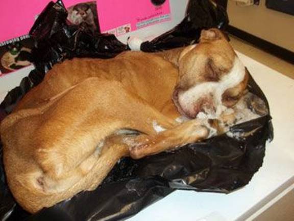 Rocky's Law would stiffen animal abuse penalties Rocky (Photo provided)