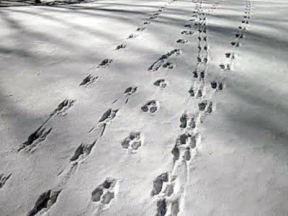 Kids invited to look for animal tracks