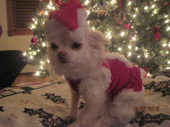 Pampered pets Submitted by Carol Truhan of Franklin, N.J. KatieBug is all ready to help Santa.