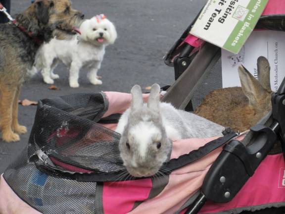 A blessing for Princess Buttercup, and other bright creatures Animals wait for their blessing (Photo by Ginny Privitar)
