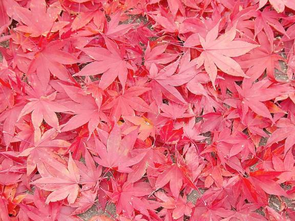Orange County reports from Goshen expect change to be 30 percent of peak this weekend, with bright pops of red, orange and yellow, according to the latest I LOVE NY Fall Foliage Report for New York State for Sept. 30 through Oct. 6.