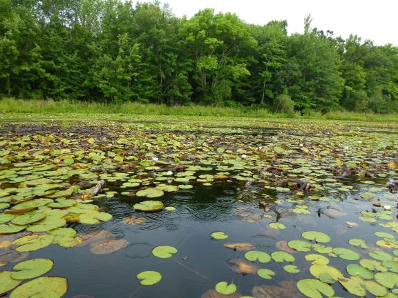 Glenmere in mid-summer: Lots of lilies, not much milfoil Photo by Pamela Chergotis Water lilies abound on Glenmere Lake at this time of year.