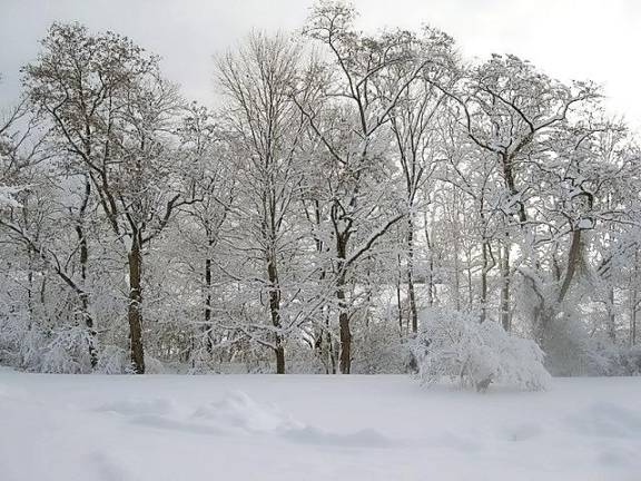 A fresh snowfall adds beauty to a country landscape. These are trees are along the Otter Kill on Old Chester Road in Goshen.