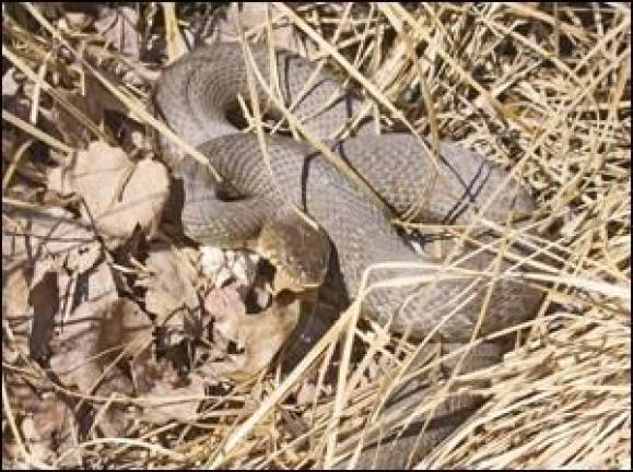 A case of mis-snaken' identity A case of mis-snaken' identity