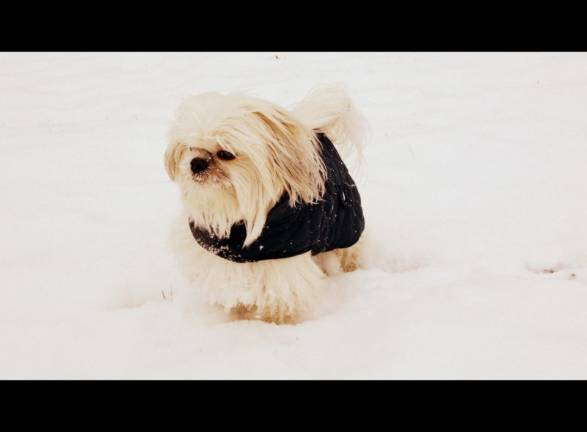 Pampered pets Submitted by Maria Elena Robayo of Warwick, N.Y. "Ty is a city dog and when we go to Warwick he enjoys playing with the snow."