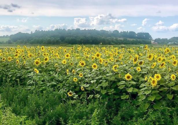 Terry Reilly, the senior account executive for Straus News, was compelled to stop her car one day last week as she was driving on Round Hill Road in the Village of Florida. “The sunflower patch was just so beautiful I had to stop,” she wrote in the emailing accompanying her photos. “Wanted to send them to you in case you wanted to use them in The Warwick Advertisers.” Thanks for stopping, Terry.