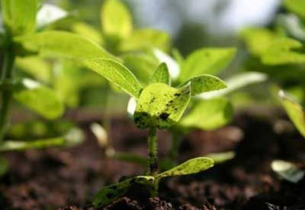 New York: Avoid lawn fertilizers with phosphorus