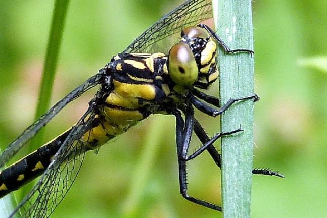 Rare dragonfly spotted near reservoir in Catskills Rare dragonfly spotted near reservoir in Catskills