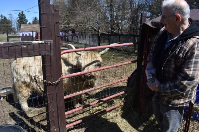 Sanctuary sues local SPCA for return of 45 seized animals A volunteer feeds Blondie the Highland cow at Noah’s Park on a recent Sunday. Blondie was nearly seized in 2022 along with 45 other animals for alleged neglect, when the sanctuary owners’ lawyer showed up and intervened.