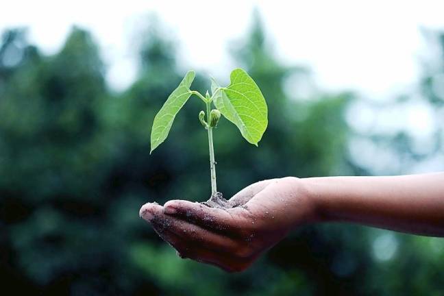 The Chester Public Library has opened a new Seed Library. A Seed Library is a great way to share seeds with members of the community. The library has a small selection of seeds available to start. The library also is accepting donations of seeds to share. Photo illustration by Akil Mazumder from Pexels.