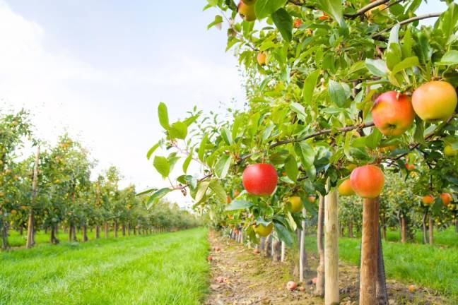 Local apple picking spots Apple orchard