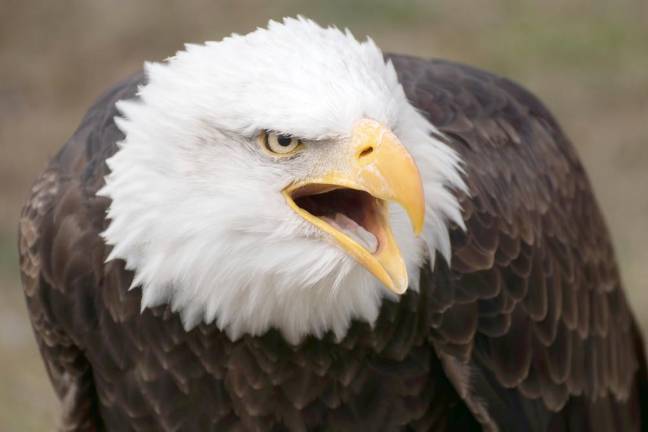 American bald eagle