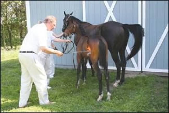 When horses dance When horses dance