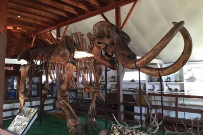 Harry is honored guest at Monroe Chamber’s ‘Mastodon Mega-Mixer' on Aug. 14 Museum Village in Monroe has Harry, one of three three complete mastodon specimens in the world, on permanent display. Mastodons were extinct elephant-like mammals who roamed the earth until about 10,000 years ago.