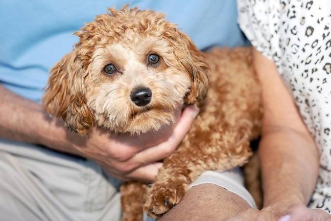 Bobbi, a Havapoo (Havanese/miniature poodle mix). Photos by Sammie Finch.