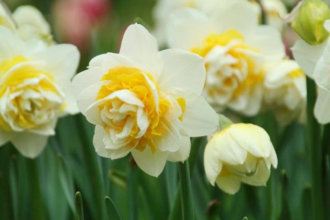 Plant easy care daffodils now for added spring beauty Narcissus Lingerie (Photo: Longfield Gardens)
