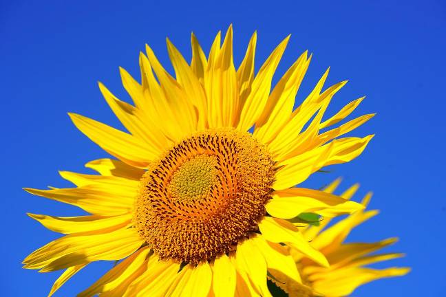 Sunflower growing contest for youth begins Sunflower growing contest for youth begins