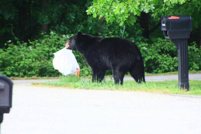 Locals bear with it Garbage picking in Warwick.