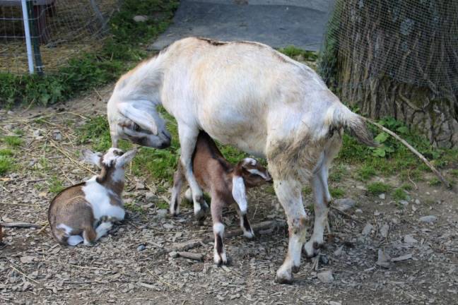 Mother and kids at Go Goats Milk Farm in Middletown