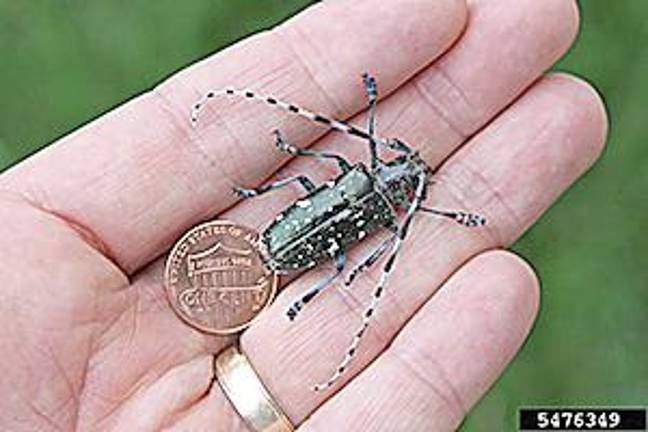 DEC.NY.gov - New York State Asian Longhorned Beetle (ALB) - NYS Dept. of Environmental Conservation