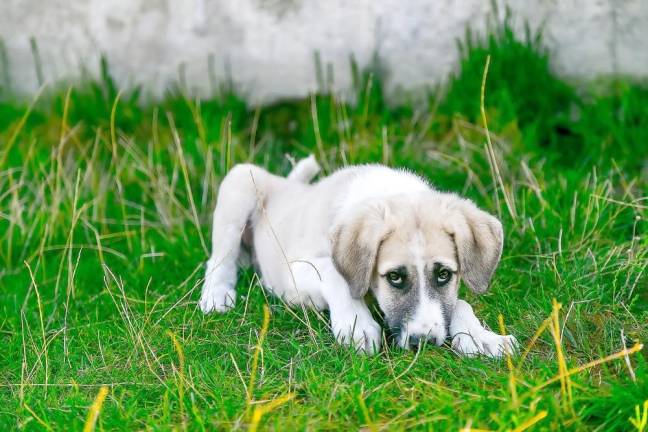 Enjoy Easter, but protect your pet Enjoy Easter, but protect your pet