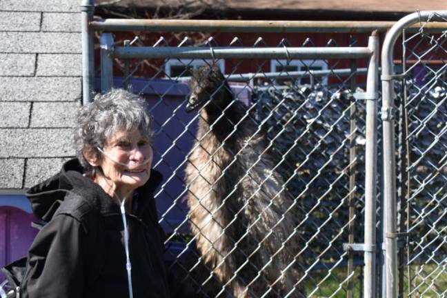 Sanctuary sues local SPCA for return of 45 seized animals Rebecca Vives prepares to feed the emu.