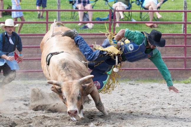 Stampede Bullriding Rodeo Held at Orange County Fairgrounds A rider during the Stampede Bullriding Rodeo. Many of them were thrown off their “raging bulls” before the required 8 seconds.