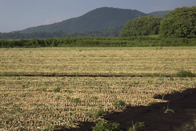 Onion fields in the black dirt region of Warwick and Pine Island at the end of July