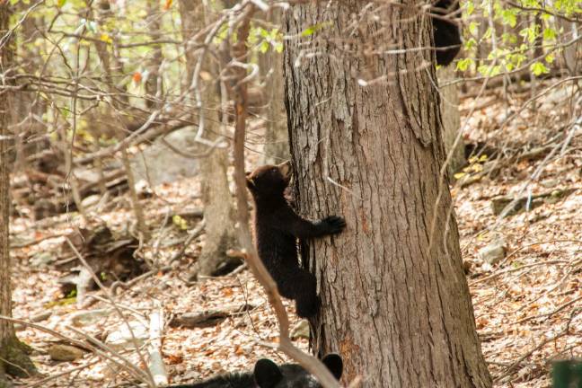 Locals bear with it A West Milford cub captured on camera by Don Wright.