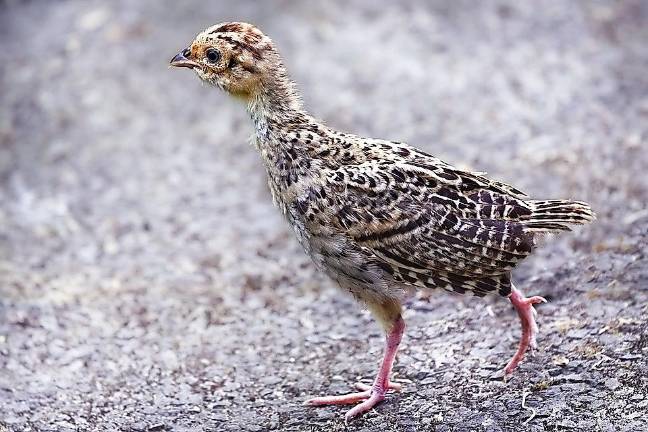 Raise baby pheasants--for hunting