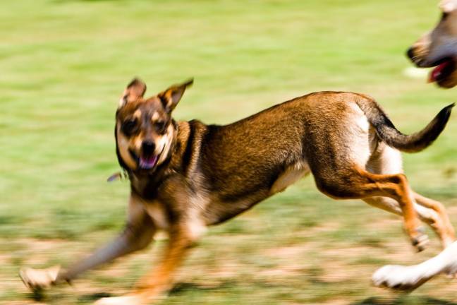 Will Chester dogs have their day? Will Chester dogs have their day?