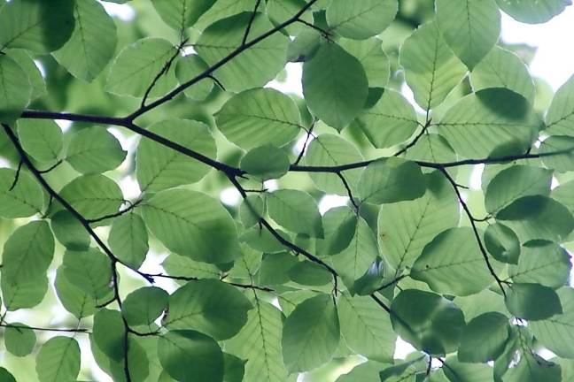 The New York State Department of Environmental Conservation will accept original photograph and artwork submissions for its Arbor Day poster contrest through Dec. 31, 2021. Entries must feature trees within New York State and should be emailed to arborday@dec.ny.gov. Photo illustration by Michael from Pexels.