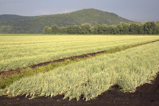 Onion field in the black dirt