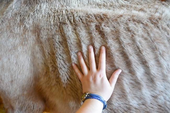 The team at Pets Alive named the horse Cailan, which means Warrior of Life. Cailan has protruding ribs and hip bones and he is hundreds of pounds underweight