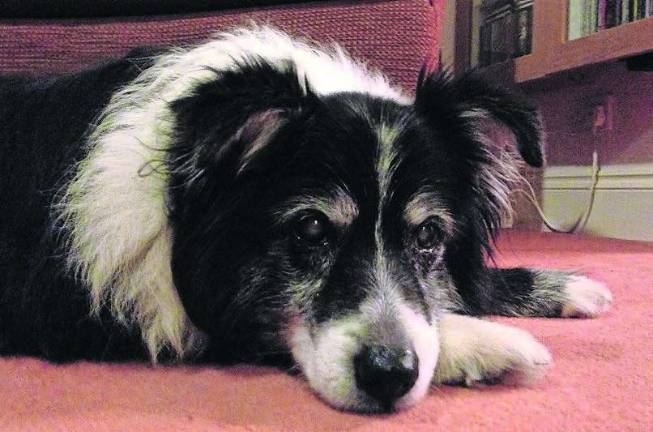 Senior Pets Make Great Companions Senior Pets Make Great Companions