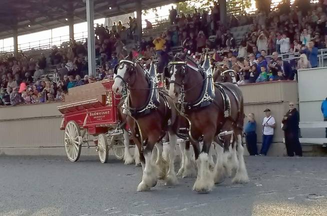 World-famous Budweiser Clydesdales strut at the Goshen Historic Track