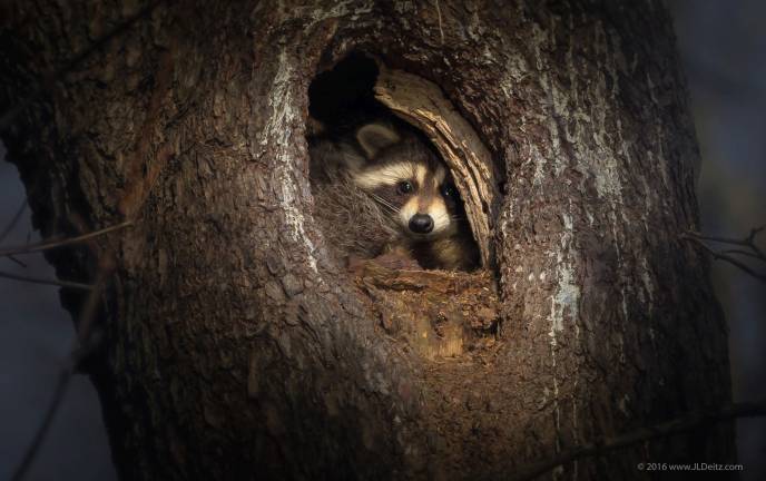 Photo by Jess Deitz (www.jldeitz.com) A raccoon rests in a tree cavity.