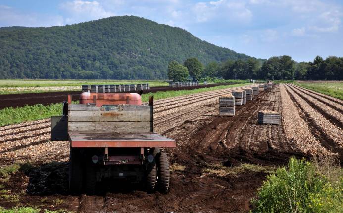 Onion festival returns to Pine Island on Sept. 1