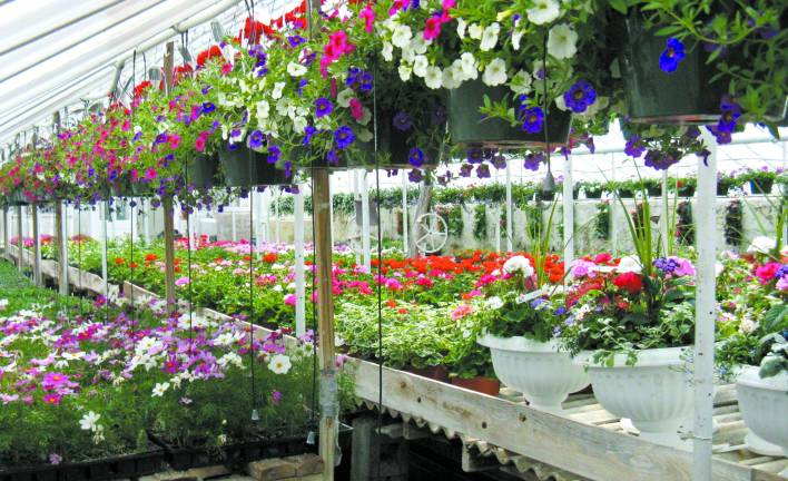 Tom’s Greenhouses celebrates 60 years Plenty of flowering plants ready for Mother's Day at Tom's Greenhouses and Florist (Photo by Ginny Privitar)