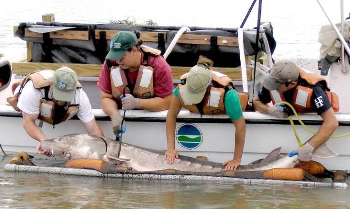 Speedy surgery puts transmitters into Hudson fish The NYS Department of Environmental Conservation's Hudson River Fisheries Unit studies the Atlantic sturgeon (Photo: NYS Department of Environmental Conservation)