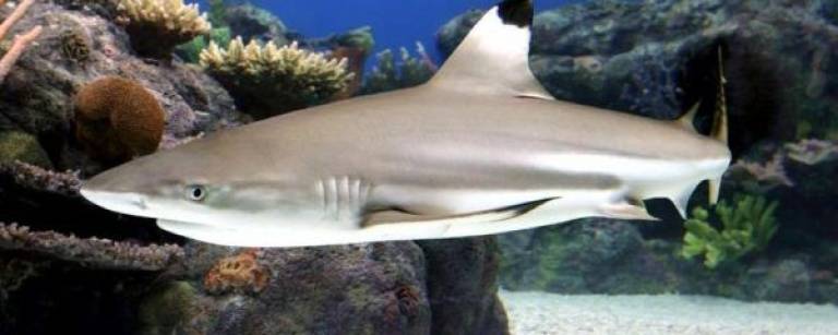 Black Tip Reef Shark (Photo: electriccityaquarium.com)