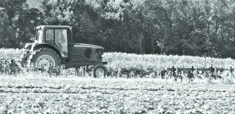 Bountiful fields help Irene-devastated farms recover C. Rowe and Sons in Campbell Hall. (Photo by Edie Johnson)