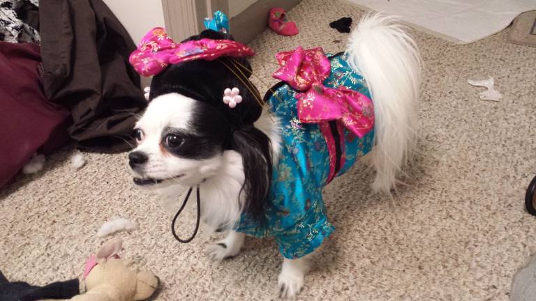 Pampered pets Submitted by Rebecca Rivera of Chester, N.Y. "Geisha Doll. Frufe, four year old Japanese Chin mix. She's trying on her halloween costume for Chester Annual Halloween parade 2013. She loves playing dress up with her momma."