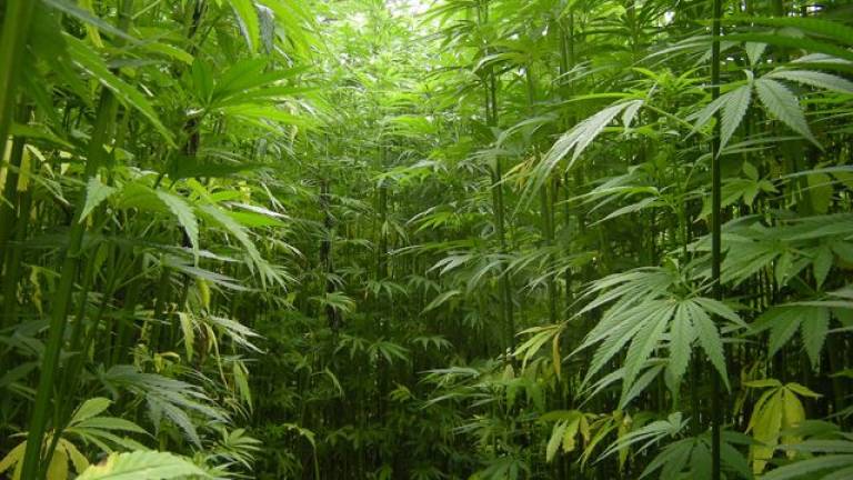 Medical marijuana grower gets support in Goshen Marijuana plants